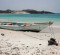 Dozens killed, 140 missing after migrant boat from Somalia sinks off Yemen coast